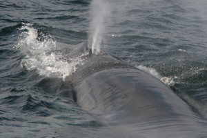 Fin whale West Cork 25/10/07 © Padraig Whooley, IWDG